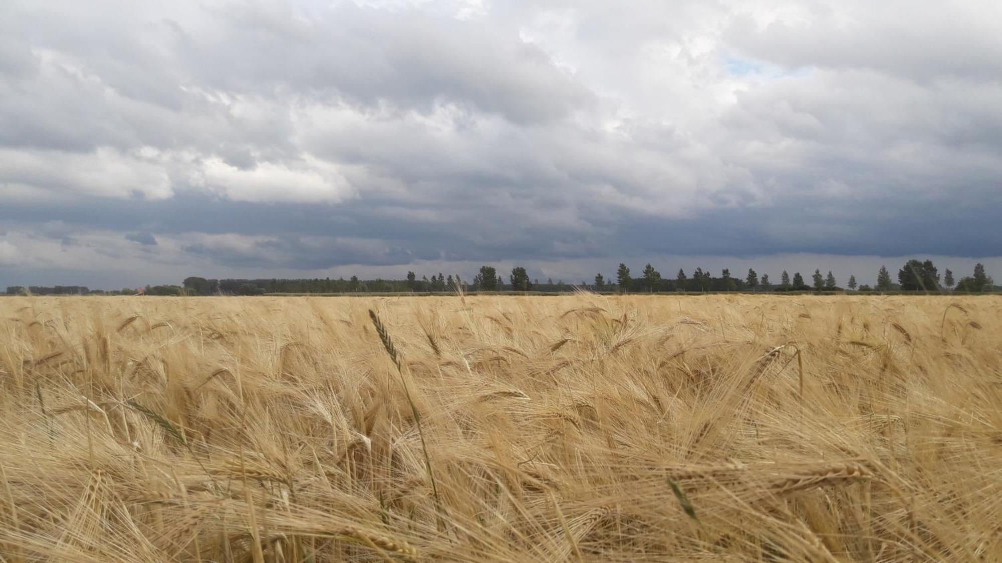 B&B De Hemelse Polder Синт Лаурайнс Екстериор снимка